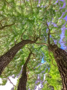 The bottom tree branch, tree trunks out of the Earth, background Foto stock