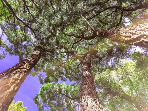 The bottom tree branch, tree trunks out of the Earth, background Foto stock