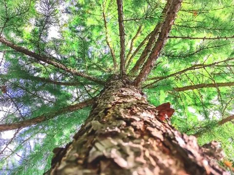 The bottom tree branch, tree trunks out of the Earth, background Stock Photos
