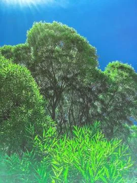 The bottom tree branch, tree trunks out of the Earth, background Stock Photos