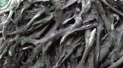 Bottom of Tree Root Mass.m2ts Stock Footage 1064620