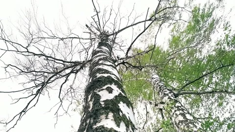 Bottom view of 2 different birches Video stock 131041564
