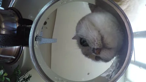 Bottom view of adorable white British cat, looking at camera, eating a tasty cat Video stock 76782785