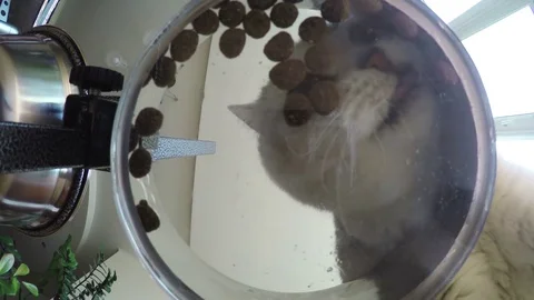 Bottom view of adorable white British cat, looking at camera, eating a tasty cat Video stock 77209271