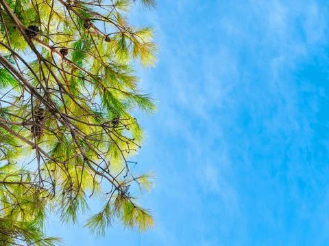 Bottom view of Aleppo pine branches on a blue cloudy sky background. Pinus ha Stock Photos