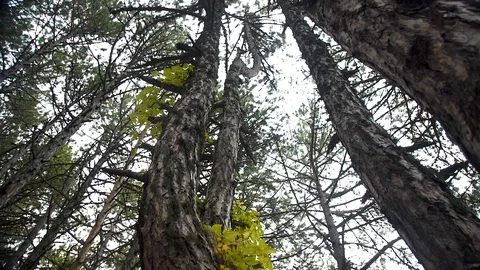 Bottom up view along mossy tree trunks Stock-Footage 104924745