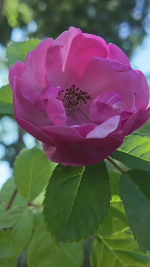 Bottom view of Alpine rose, Rosa pendulina sways in breeze against blue sky, Stock Footage 324276529