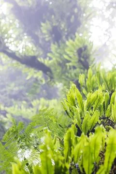The bottom view of an ancient tree. Stock Photos