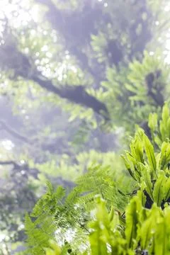The bottom view of an ancient tree. Stock Photos