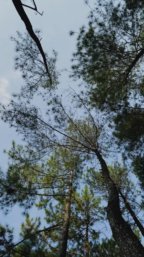 Bottom view and rotating movement of pine trees in the forest. Stock Footage 292576199