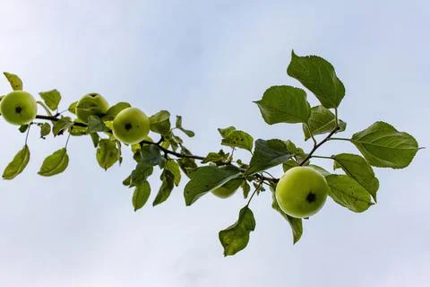Bottom view of apple tree branch with juicy green apples against cloudy sky Stock Photos