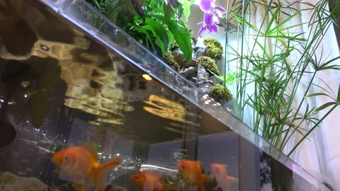 Bottom view on aquarium with gold-fish and paludarium Video stock 133787396