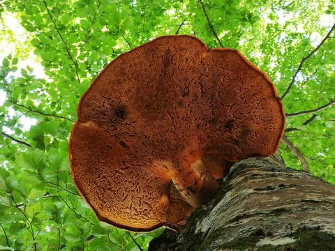 Bottom view of ash tree trunk and a huge Shaggy Bracket mushroom. Stock Photos