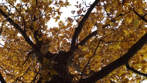 Bottom-up view of autumn trees, branches and foliage, dolly shot Stock Footage 117328167