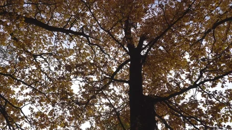 Bottom-up view of autumn trees, branches and foliage, dolly shot Stock Footage 139014987