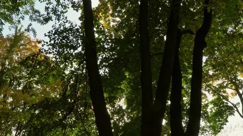 Bottom-up view of autumn trees, branches and foliage Stock Footage 140293888