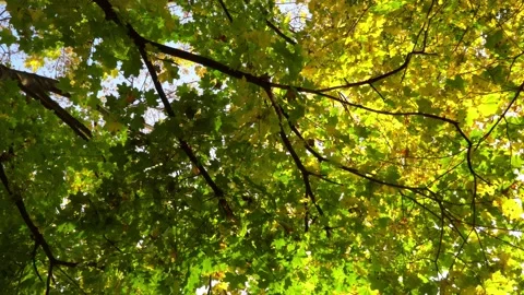 Bottom-up view of autumn trees, branches and foliage, dolly shot Stock Footage 141156938