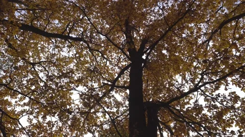 Bottom-up view of autumn trees, branches and foliage, dolly shot Stock Footage 160444765