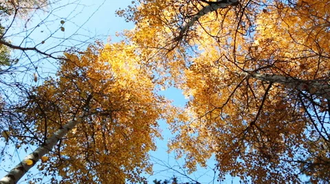 Bottom view on autumn trees Stock Footage 68169799