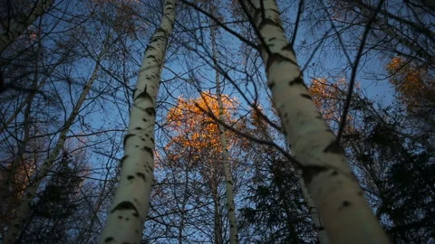 Bottom view of a autumn trees in the park Stock Footage 104701469