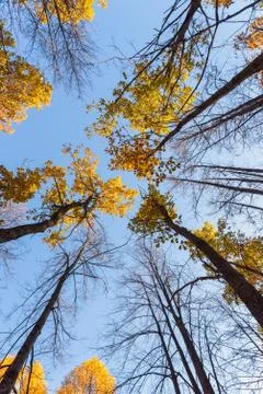Bottom view of autumn trees with yellow leaves Stock Photos