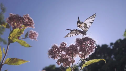 Bottom-up view from back of Scarce Swallowtail butterfly with wings spread as it Stock Footage 316323498