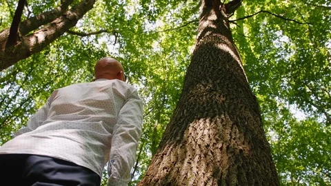 Bottom view of a bald man standing, looking up and touching a tree in the forest Stock Footage 114130826