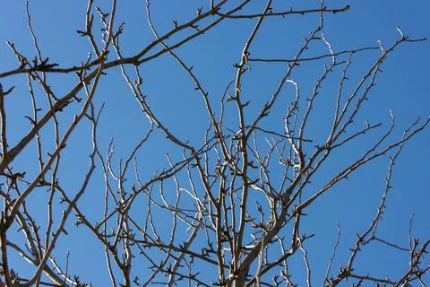 Bottom view of the bare branches of an apple tree stretching upward against a Stock Photos