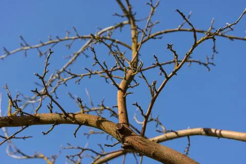 Bottom view of the bare branches of an apple tree growing against the blue sk Stock Photos