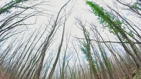 Bottom View Bare Leafless Branches On Winter Tree. Stock Footage 261284323
