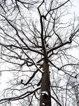 Bottom view of bare old tree in forest in winter Stock Photos