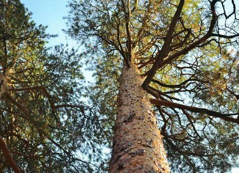 Bottom view of the bark and trunk of a tall pine tree and its top Stock Photos