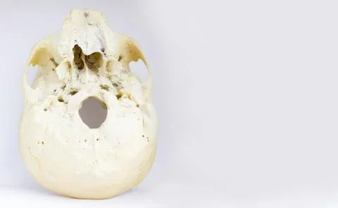 Bottom view of base of the human skull showing maxilla and foramen magnum for Stock Photos