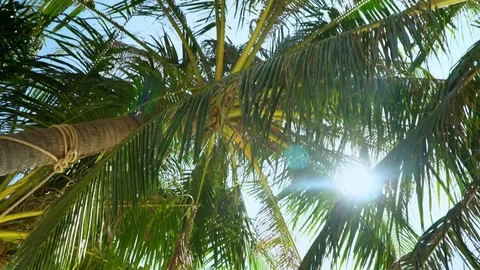 Bottom view. Beautiful green palm trees wave on wind. Sunshine get through palya Stock Footage 84058661