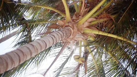 Bottom-up view of a beautiful palm tree with coconuts on blue sunny sky on the Stock Footage 87905638