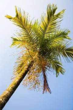 Bottom view on a beautiful palm tree against the sky. Stock Photos