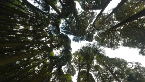 Bottom up view of beautiful pine forest of sikkim himalaya. cinematic footage Stock-Footage 168097225