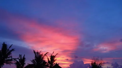 Bottom view for beautiful sunset on clouds and palm trees. Stock Footage 243541375