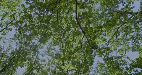 Bottom view of beautiful treetop scene on a sunny day Stock Footage 158745396