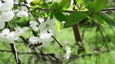 Bottom view of a bee collecting nectar from a flower of a fruit tree in the Vídeos de archivo 271532301