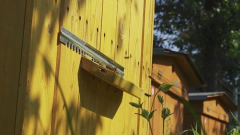 Bottom view of the beehive in the garden... | Stock Video | Pond5