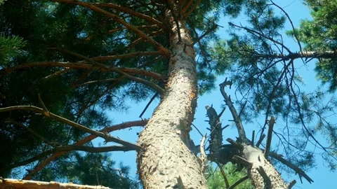 Bottom view of a big pine tree in a forest. Crowns of trees with bright morning  Stock Footage 280210234