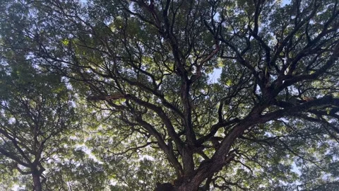 Bottom view up of big plane trees or Platanus in a park. Sunlight on the tr.. Vídeos de archivo 264469827