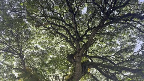Bottom view up of big plane trees or Platanus in a park. Sunlight on the tr.. 스톡 사진