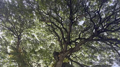 Bottom view up of big plane trees or Platanus in a park. Sunlight on the tr.. 스톡 사진