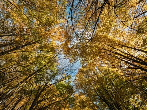 Bottom view of big tree crowns with yellow autumn leaves on sunny day Photos