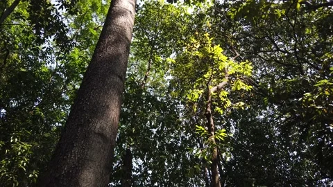 Bottom View of Big Tree in the Forest. Stock Footage 134010841