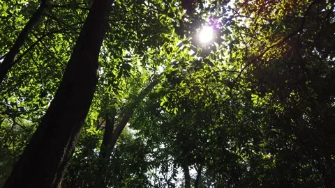 Bottom View of Big Tree in the Forest with Flying Insects. Stock Footage 134011180