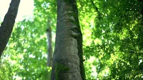 Bottom view of a big tree in a forest. Crowns of trees with bright morning sun Stock Footage 198376718