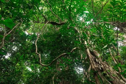 Bottom view of big tree in jungle Stock Photos